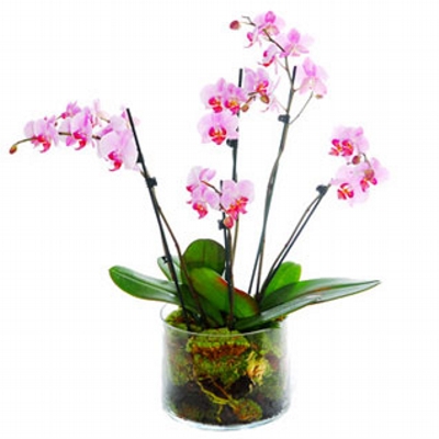 5 Orqudeas en Florero  